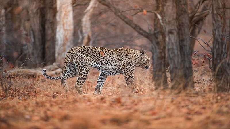 speciale leopard safari tour in yala national park door malith & het team